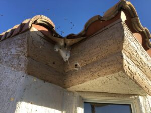 Tips To Keep Away Bees From You And Your Home