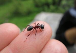 What Types of Ants Bite?